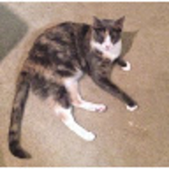 Meet your Posher, Amy - Picture 1 of 1